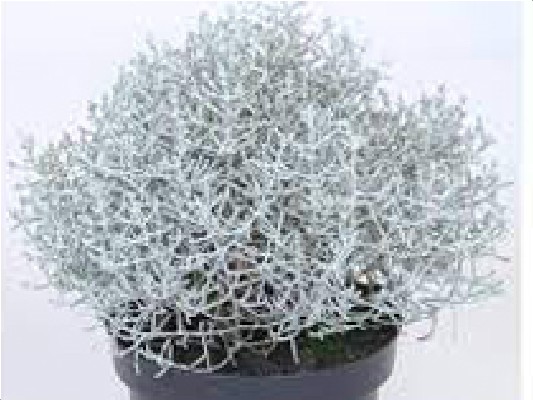 Однолетние растения Калоцефалус Silver Electra  Р9 40грн ожидается